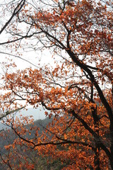 Autumn view of colourful leaves and trees in forest, South Korea