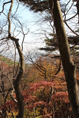Fototapeta na wymiar Autumn view of colourful leaves and trees in forest, South Korea