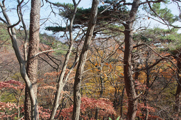 Autumn view of colourful leaves and trees in forest, South Korea