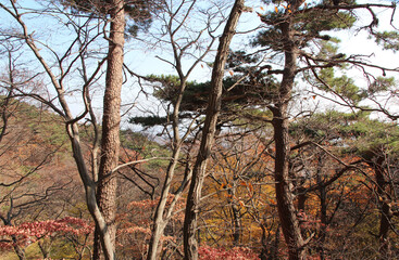 Autumn view of colourful leaves and trees in forest, South Korea