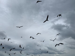 Flying birds in the grey sky