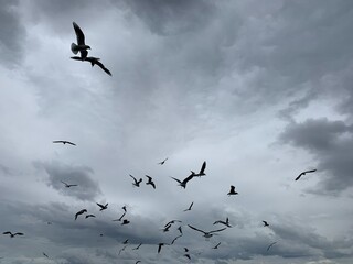 Flying birds in the grey sky