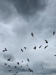 Flying birds in the grey sky