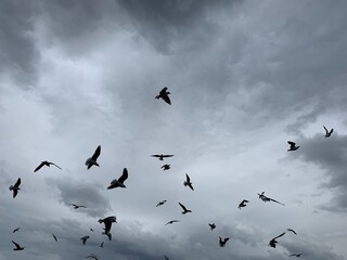 Flying birds in the grey sky
