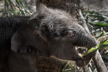 Fototapeta premium Baby elephants are playing near the mother.