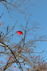 Colourful autumn leaves and artistic tree branches with blue sky, South Korea