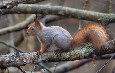 Eurasian Red Squirrel (Sciurus vulgaris) sits on wood branches in winter coat 