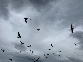 Flying birds in the grey sky