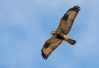 Rough-legged buzzard (Buteo lagopus) flies high in blue sky with spreaded wings