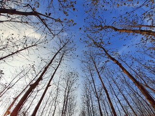 forest view on sky