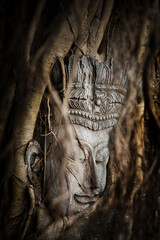 Fototapeta na wymiar Head of Buddha in the tree root