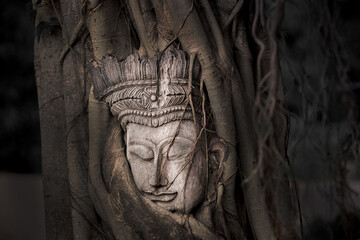 Head of Buddha in the tree root