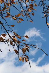 Colourful autumn leaves and artistic tree branches with blue sky, South Korea