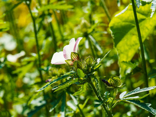 Ketmie d'Afrique ou Fleur d'une heure - Hibiscus trionum - Fleurs solitaires et touffues aux...