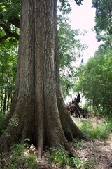 Brazos Bend State Park