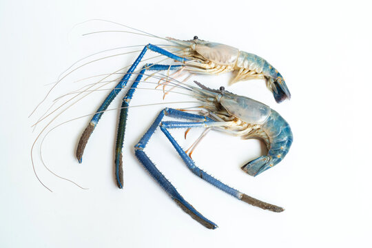 Top-down a two Prawn or tiger shrimp isolated on white background, River shrimp or prawn raw on white background, The giant tiger prawn on the background.