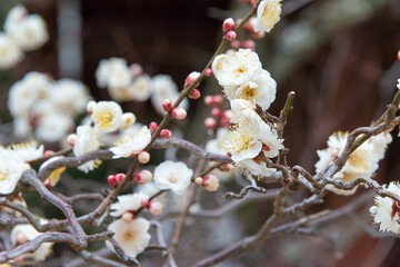 Prunus mume at Kitano Tenmangu Shrine in Kyoto, Japan. The shrine was built during 947AD by the emperor of the time in honor of Sugawara no Michizane.