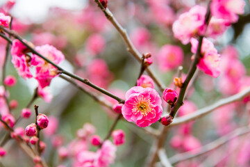 Prunus mume at Kitano Tenmangu Shrine in Kyoto, Japan. The shrine was built during 947AD by the emperor of the time in honor of Sugawara no Michizane.