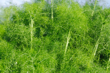 Green organic dill with shiny drops of water after rain. Fragrant dill leaf growing.