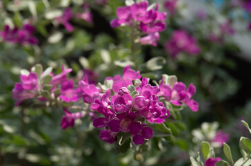 Vivid purple color of Leucophyllum frutescens or Texas Barometer Bush, other names; Texas Sage,...