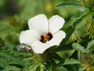 Gros plan sur Ketmie d'Afrique ou Hibiscus trionum, fleur aux pétales blanc crème à jaune pâle, coeur chocolat violet, étamines jaunes 