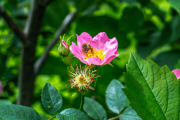 Blooming rosehip bush in the garden close-up.