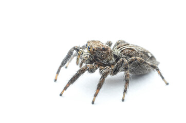 jumping spider closeup on white background