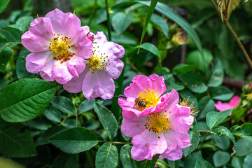 Blooming rosehip bush in the garden close-up.