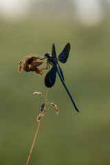 In the early morning, damselfly Calopteryx virgo dries its wings from dew under the first rays of the sun before flying.
