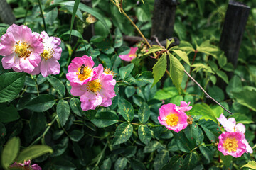 Blooming rosehip bush in the garden close-up.