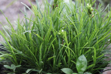 green background