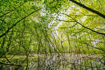 Swamp in a green forest with beech trees