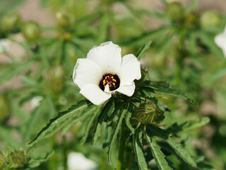 Hibiscus trionum, Ketmie d'Afrique ou Fleur d'une heure en forme de cloche de couleur blanc crème à jaune pâle, velouté sombre au milieu, calice nervuré et gonflé