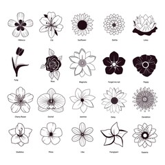 collection of different flowers - obrazy, fototapety, plakaty