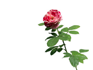 Red and white, mixed color rose with green leaves isolated on white background.