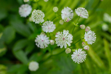 Flowers of a great masterwort, Astrantia major or Grosse Sterndolde