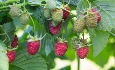 a branch of ripe and maturing raspberries in the garden on a green background of a Bush