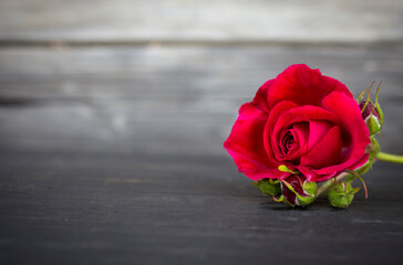 red rose on a grey wooden background with a copy of the space