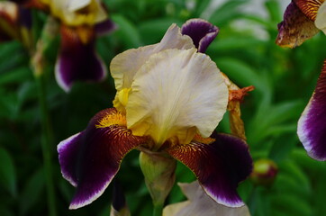 yellow brown irises with beautiful transitions, the garden area is decorated with flowers, noble varietal irises,
