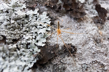 A macro photo of a small spider walking on the ground, searching for insects.