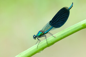 Beautiful damselfly Calopteryx splendens   on a blade of grass in the river