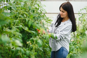 Gardening and agriculture concept. Young woman farm worker with basket picking fresh ripe organic vegetables. Greenhouse produce. Vegetable food production.