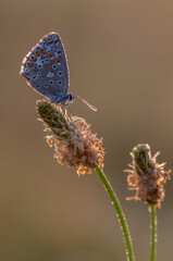 Polyommatus icarus - diurnal butterfly in the summer dew on a blade of grass awaits dawn on a blade of grass