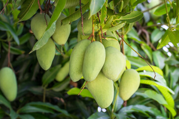 Close up of mangoes on a mango tree in plantation,Green mangoes on the tree