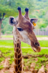 portrait close up of a giraffe