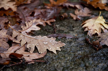 Wet lime autumn falling leaves