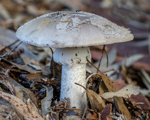 Fototapeta premium Amanita umbrinella fungus - approx 90mm dia - NSW, Australia