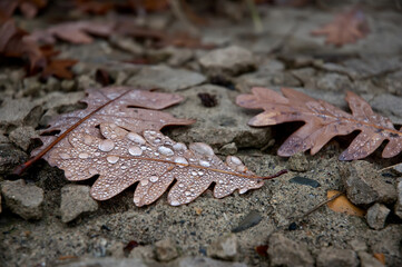 Wet lime autumn falling leaves