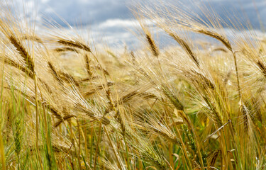 Bearded Barley nearly reaching the point of Harvest I in a field near Thirsk, North Yorkshire,UK