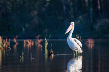 Australian Pelican
